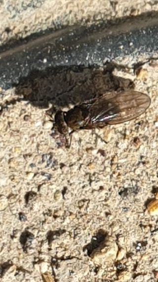 김상용님의 마늘 · 병해충상담 작성글 사진