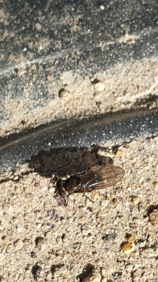 김상용님의 마늘 · 병해충상담 작성글 사진