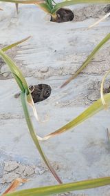 팜모닝 마늘·병해충상담 게시글 이미지