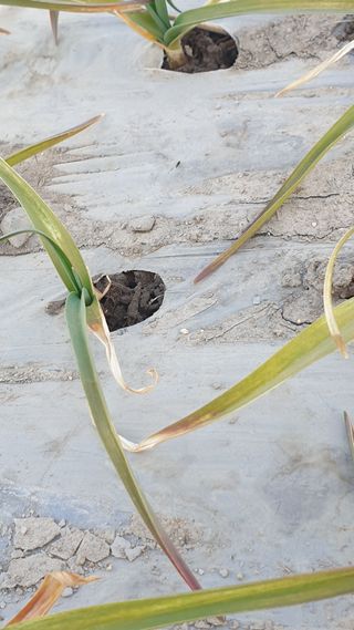 김상용님의 마늘 · 병해충상담 작성글 사진