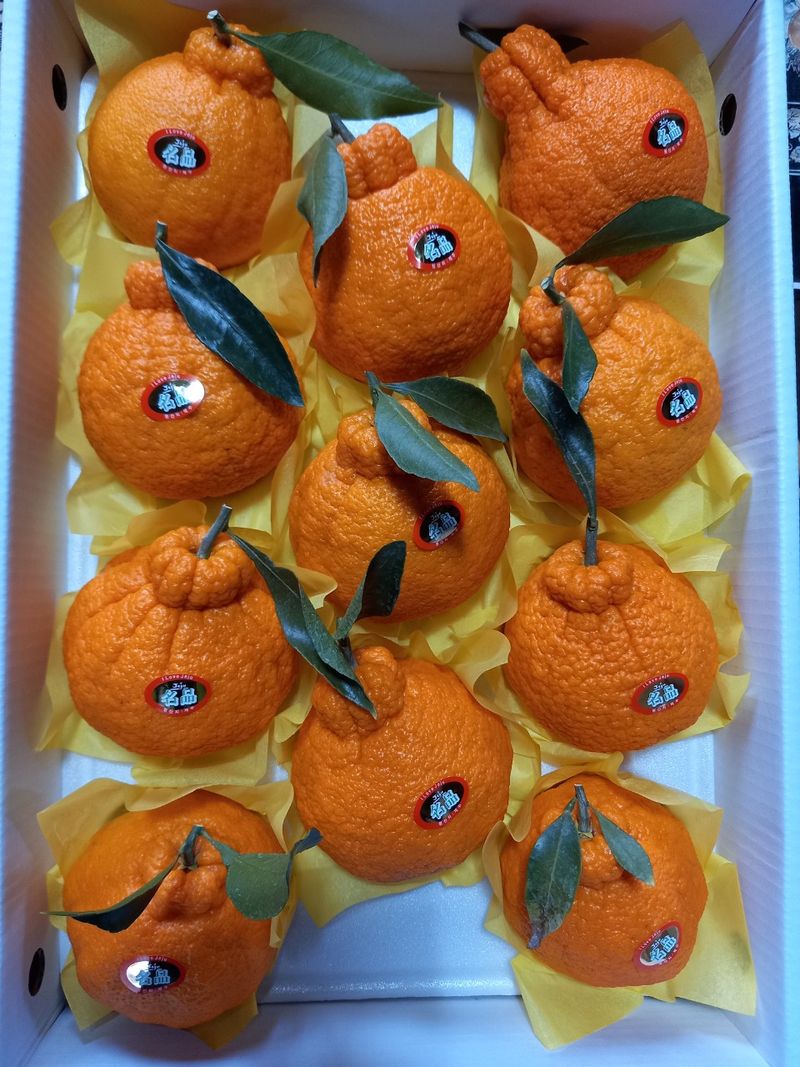 부금리(금강농원)님의 장터 판매 상품 [선물용한라봉5키로] 첨부 사진