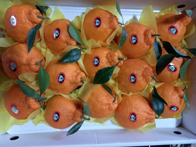 부금리(금강농원)님의 장터 판매 상품 [선물용한라봉5키로] 첨부 사진