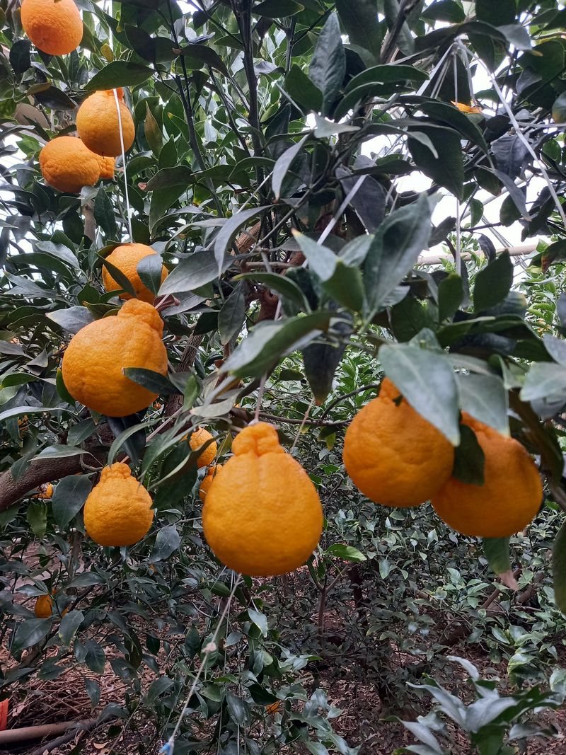 부금리(금강농원)님의 장터 판매 상품 [선물용한라봉5키로] 첨부 사진