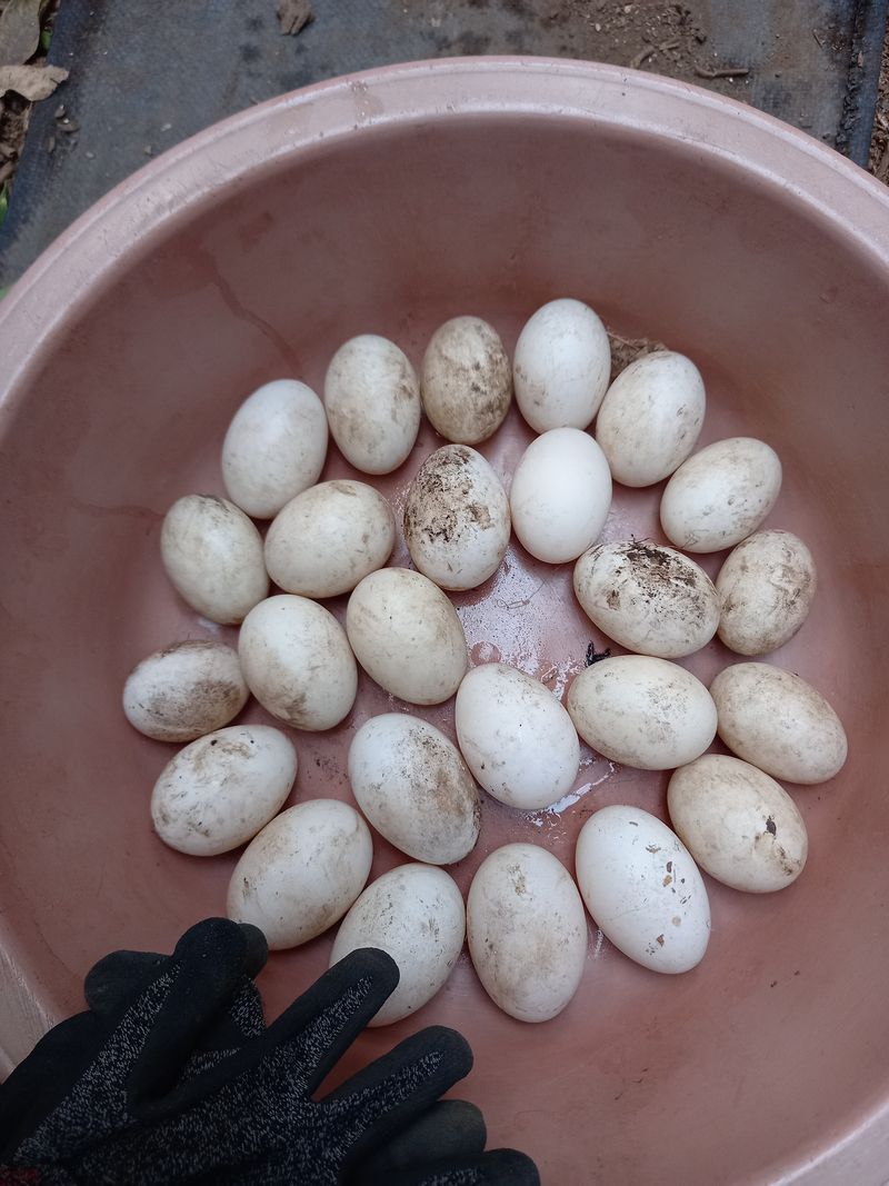 장터 상품 [선물용한라봉5키로] 썸네일