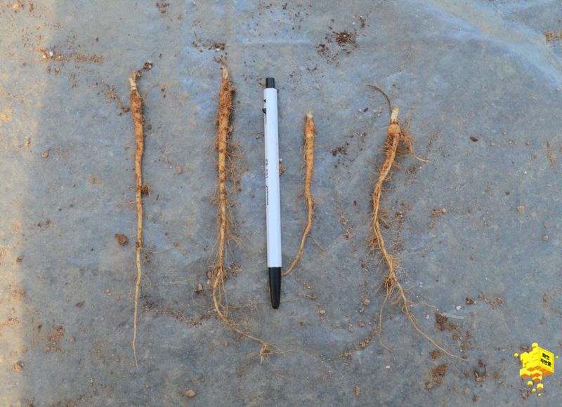 이기자농장님의 장터 판매 상품 [어수리종근1개(10개단위판매)] 첨부 사진