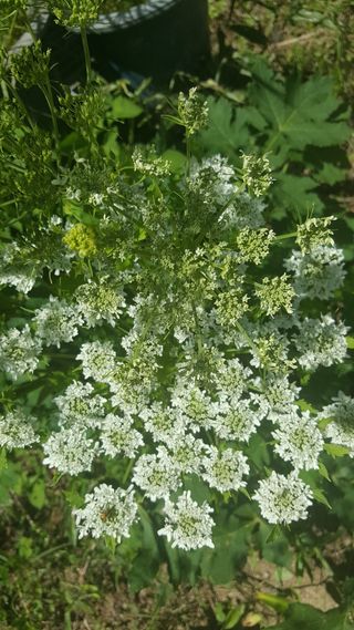 이기자농장님의 작성글 사진