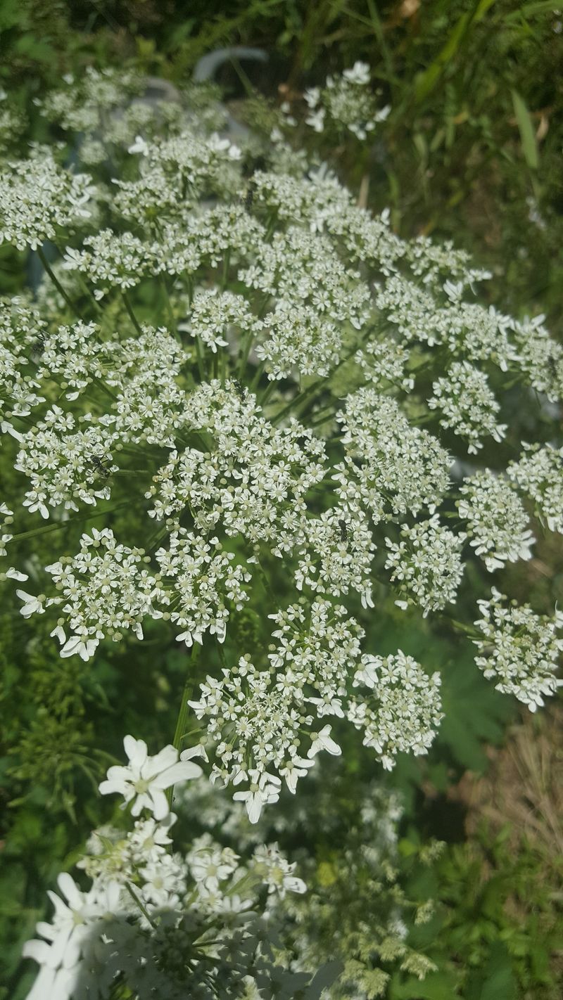 장터 상품 [어수리종근1개(10개단위판매)] 썸네일