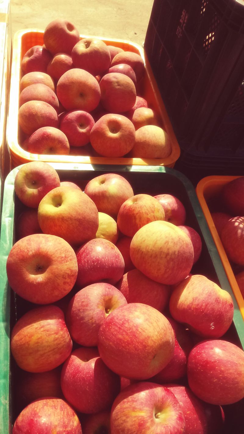 이윤동님의 장터 판매 상품 [맛있는청송사과부사(미얀마)설선물용5k                                      주스용10k] 첨부 사진