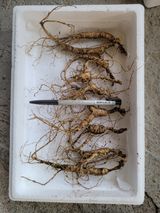 팜모닝 기타작물·자유게시판 게시글 이미지