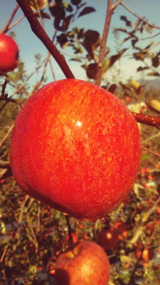 이윤동님의 사과 · 시세•판로 작성글 사진