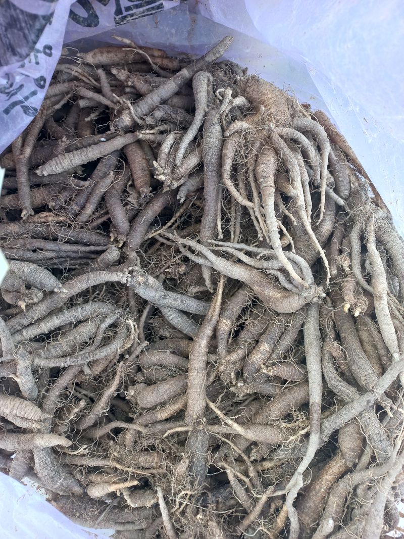 장터 상품 [더덕묘종총15키로  1키로5000원  (판매완료)] 썸네일