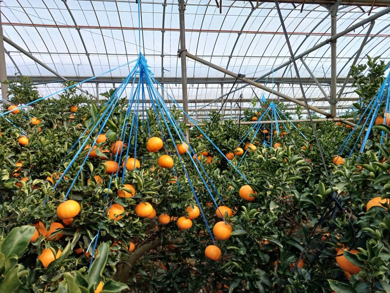 강창민님의 장터 판매 상품 [천혜향 5키로] 첨부 사진