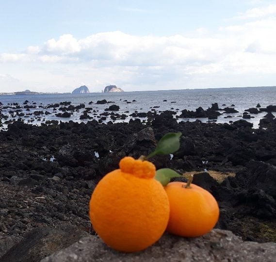 강창민님의 장터 판매 상품 [천혜향 5키로] 첨부 사진