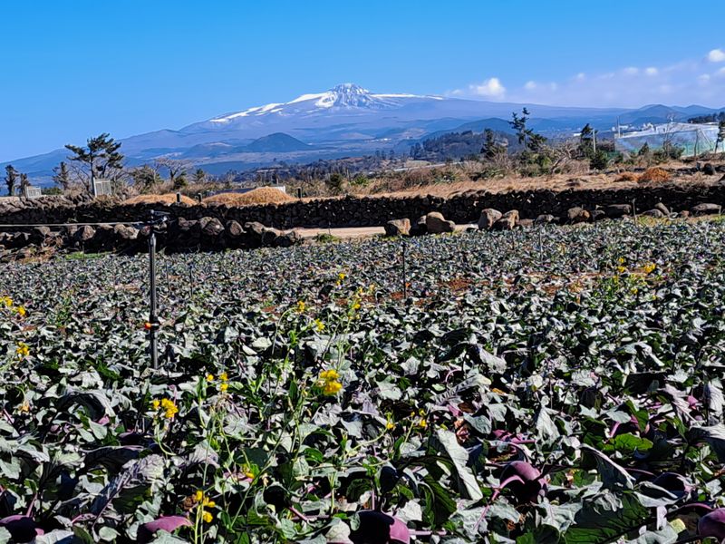 미쁨농원 님의 장터 판매 상품 [아삭아삭 간식으로,또는 생채나 깍뚜기로 콜라비 10kg] 첨부 사진