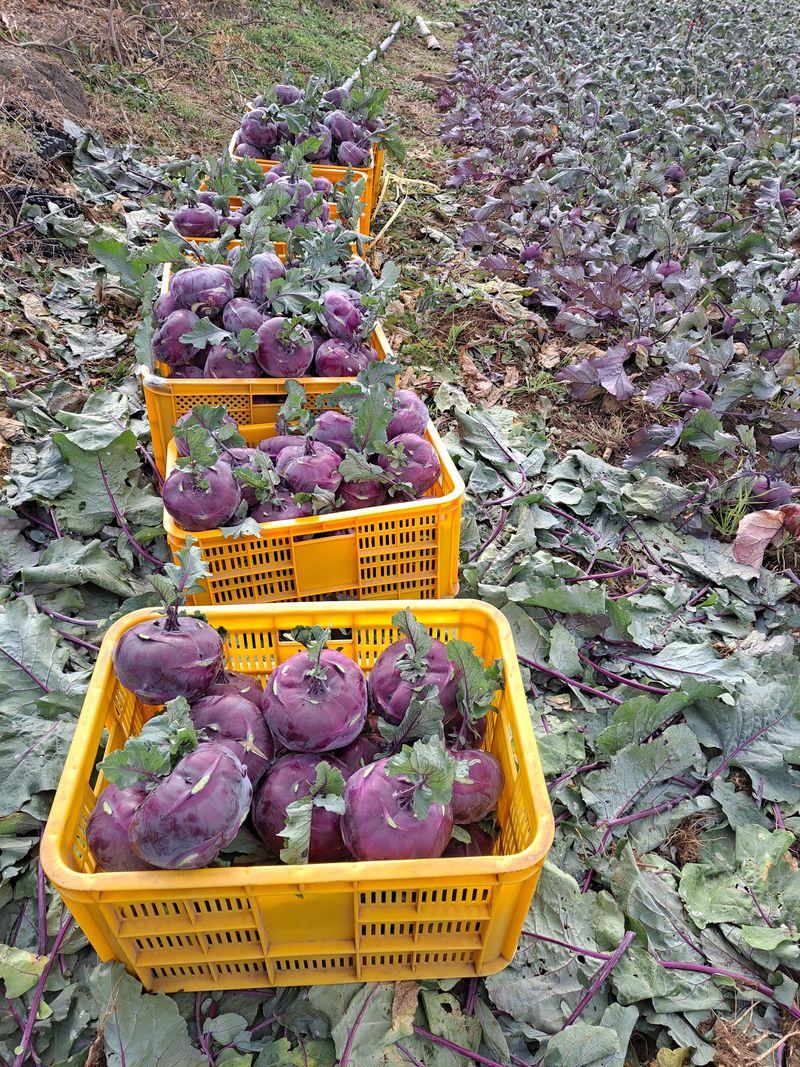 미쁨농원 님의 장터 판매 상품 [아삭아삭 간식으로,또는 생채나 깍뚜기로 콜라비 10kg] 첨부 사진