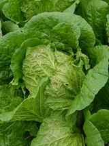 팜모닝 배추·병해충상담 게시글 이미지