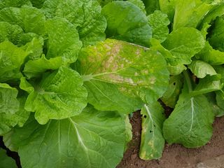 잣밭골할아방님의 배추 · 병해충상담 작성글 사진