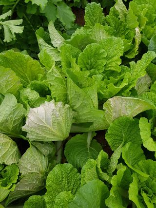 잣밭골할아방님의 배추 · 병해충상담 작성글 사진