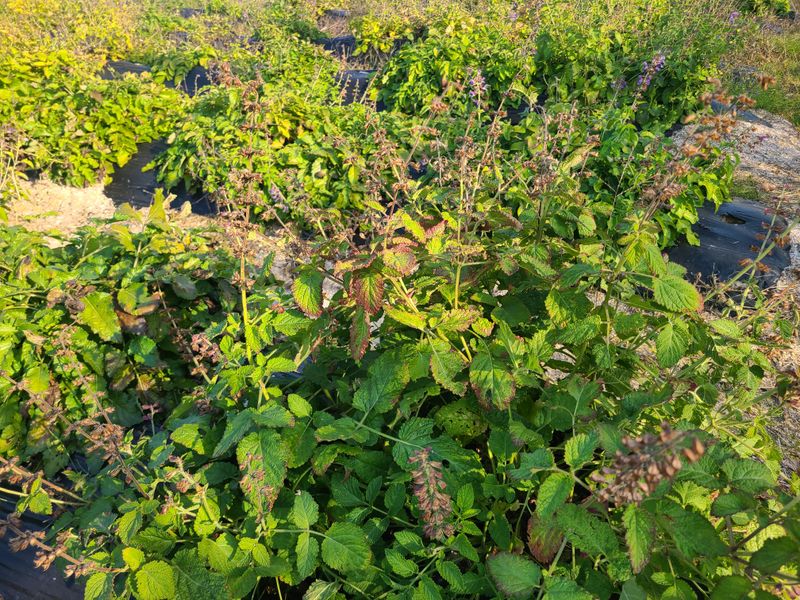 단삼님의 장터 판매 상품 [단삼 1kg] 첨부 사진