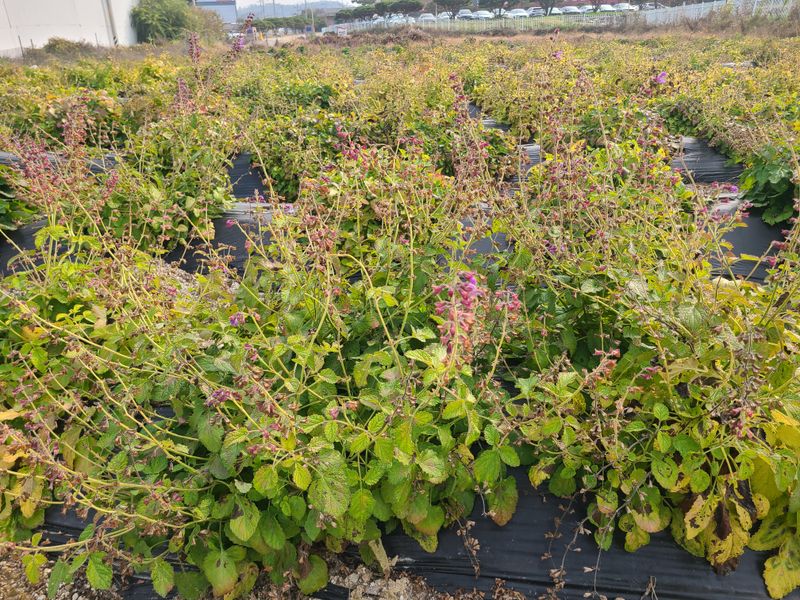 장터 상품 [단삼 1kg] 썸네일