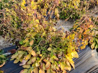 단삼님의 작성글 사진