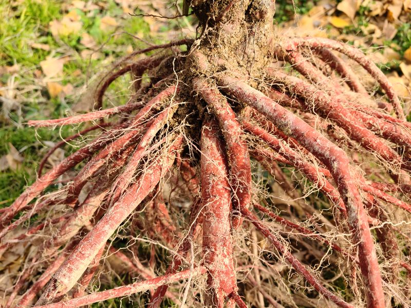 단삼님의 장터 판매 상품 [단삼 1kg] 첨부 사진