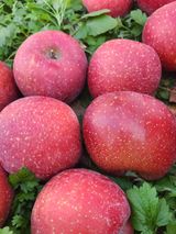 팜모닝 사과·수확 게시글 이미지