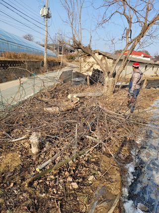 안성의 농사준비꾼님의 감 · 자유게시판 작성글 사진