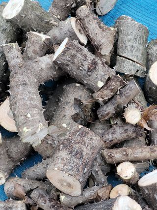 안성의 농사준비꾼님의 감 · 자유게시판 작성글 사진