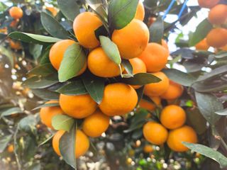 복희네농장(달콤향)님의 작성글 사진