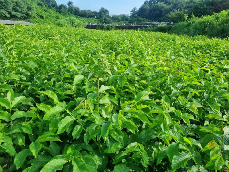 장터 상품 [호두묘목 신품종 온185 특묘>  1주단가] 썸네일