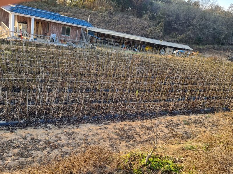 호두묘목판매,재배농님의 장터 판매 상품 [호두묘목 신품종 온185 특묘>  1주단가] 첨부 사진