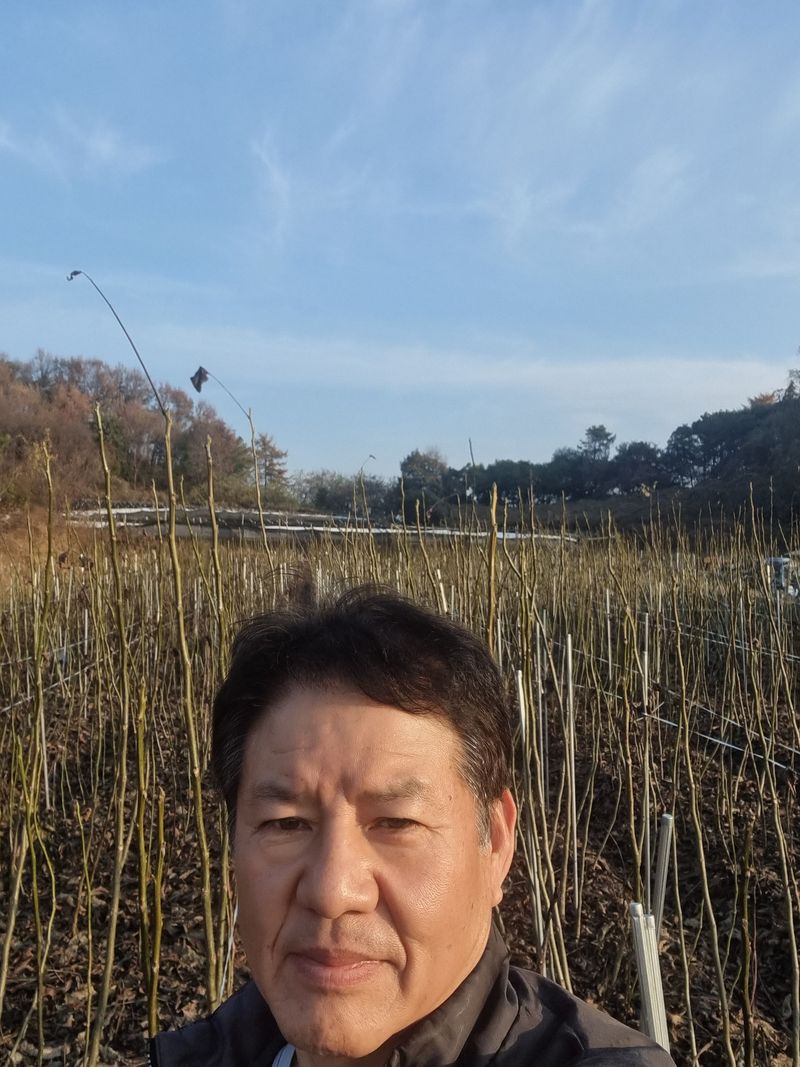 호두묘목판매,재배농님의 장터 판매 상품 [호두묘목 신품종 온185 특묘>  1주단가] 첨부 사진