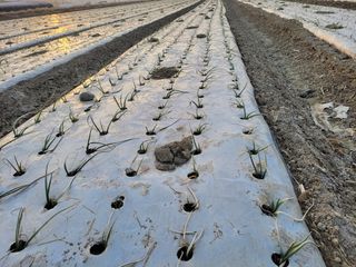 월산 양파님의 양파 · 자유게시판 작성글 사진