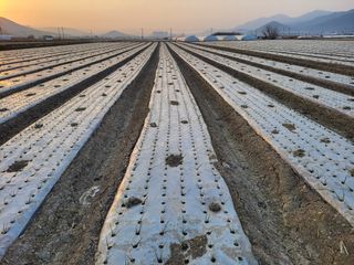 월산 양파님의 양파 · 자유게시판 작성글 사진