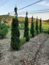 팜모닝 · 게시글 이미지