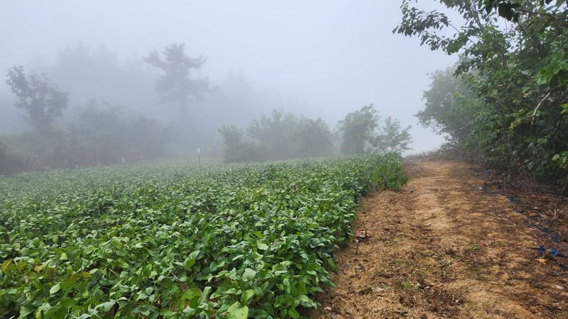 장터 상품 [서리태 ] 썸네일