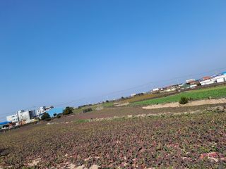 안성진님의 기타작물 · 자유게시판 작성글 사진