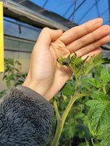 팜모닝 토마토·병해충상담 게시글 이미지