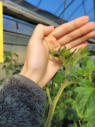 박다영님의 토마토 · 병해충상담 작성글 사진