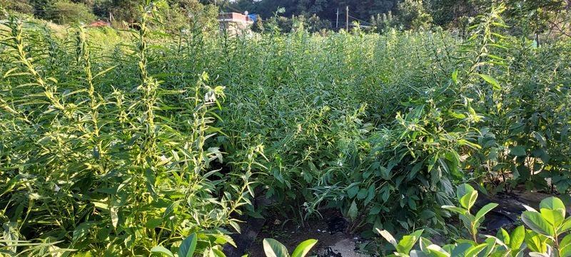 아우토반 님의 장터 판매 상품 [참깨 판매합니다.] 첨부 사진