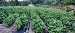 아우토반 님의 작성글 사진