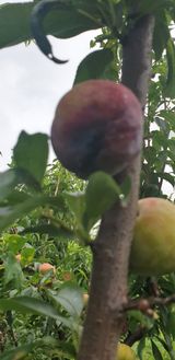 팜모닝 자두·병해충상담 게시글 이미지