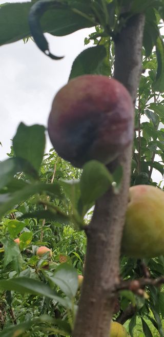 한진희님의 자두 · 병해충상담 작성글 사진