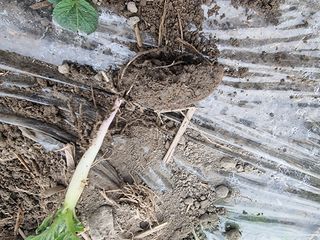 권혁기님의 감자 · 자유게시판 작성글 사진