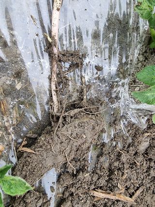 권혁기님의 감자 · 자유게시판 작성글 사진