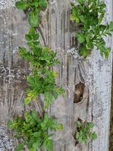 팜모닝 감자·자유게시판 게시글 이미지