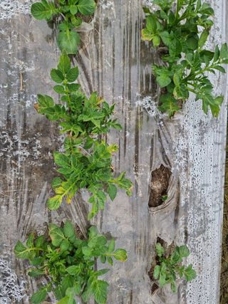 권혁기님의 감자 · 자유게시판 작성글 사진