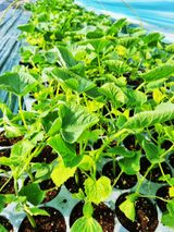 팜모닝 기타작물·자유게시판 게시글 이미지