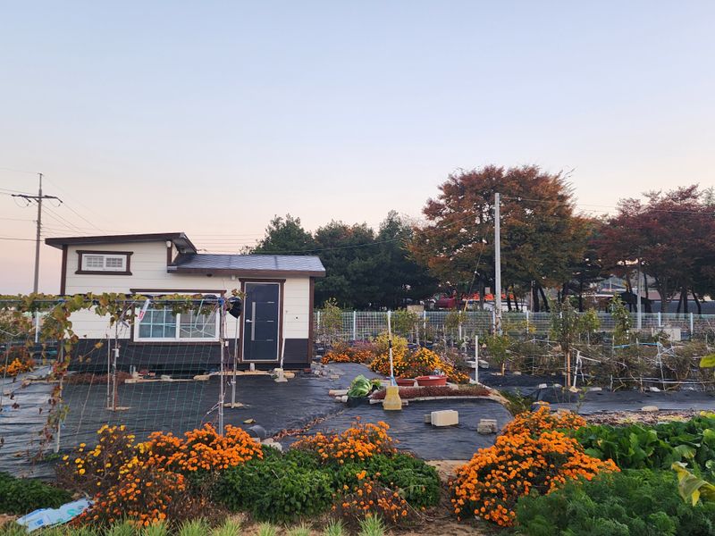 최민자 님의 장터 판매 상품 [나물 말린것 판매합니다 ] 첨부 사진